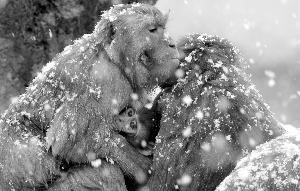 动物园的猴子在雪花中抱团取暖 现代快报记者 赵杰 摄