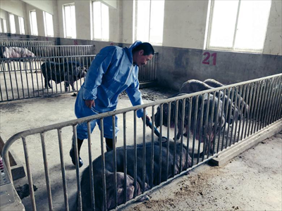 自我国发现非洲猪瘟以来，本市防疫部门加强检疫，加大宣传力度，严防死守。